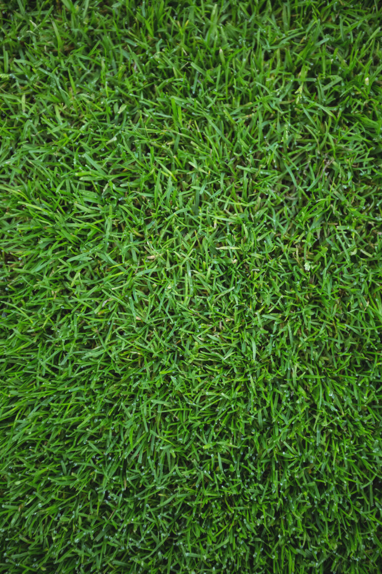 Grass